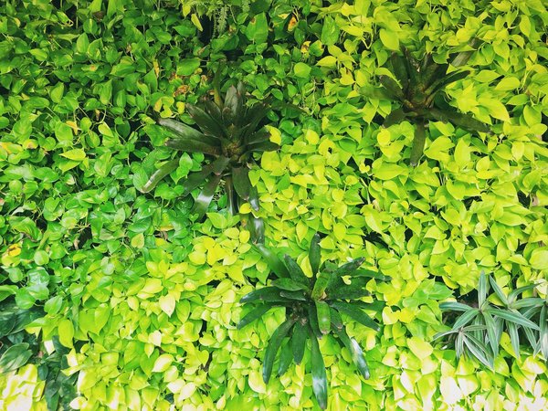 How to Integrate a Vertical Garden into a Small Bathroom for Aesthetic Appeal?