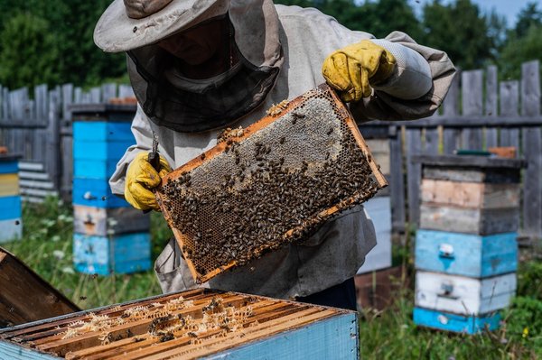 What Are the Best Practices for Sustainable Beekeeping in the UK?