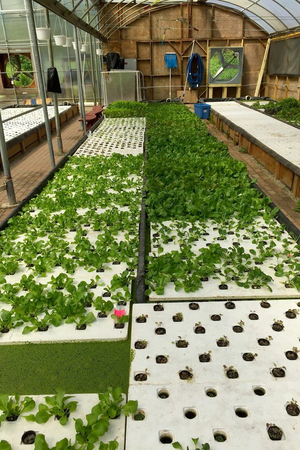 Can Vertical Aquaponic Farms Address Urban Food Deserts in the UK?
