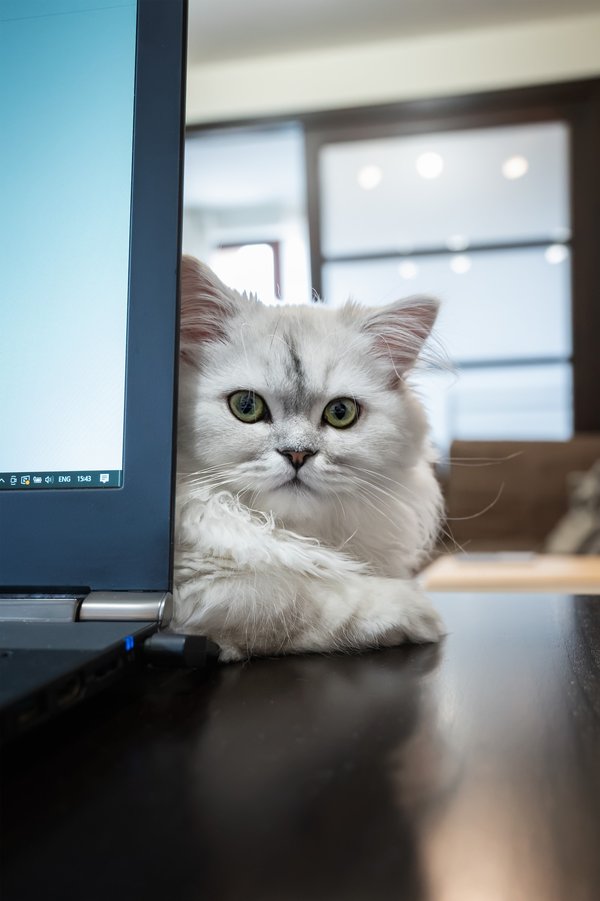 What's the Best Way to Reduce Dust in a Home with Pet Chinchillas?